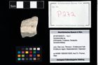 Foto (Objekt + Etikett) von Goniodromites sp.  (NHMW-GEO-2014-0194-0272)